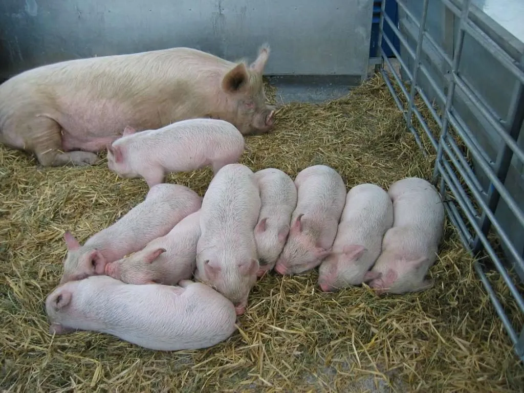 Crescător de porci sancționat pentru deținere și transport de animale fără documente legale