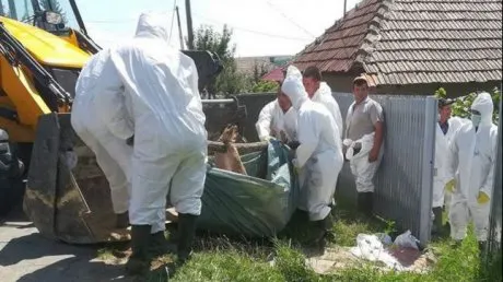 ALERTĂ Focar de pestă porcină africană la una dintre cele mai mari ferme din Vrancea. 30.000 de porci vor fi incinerați