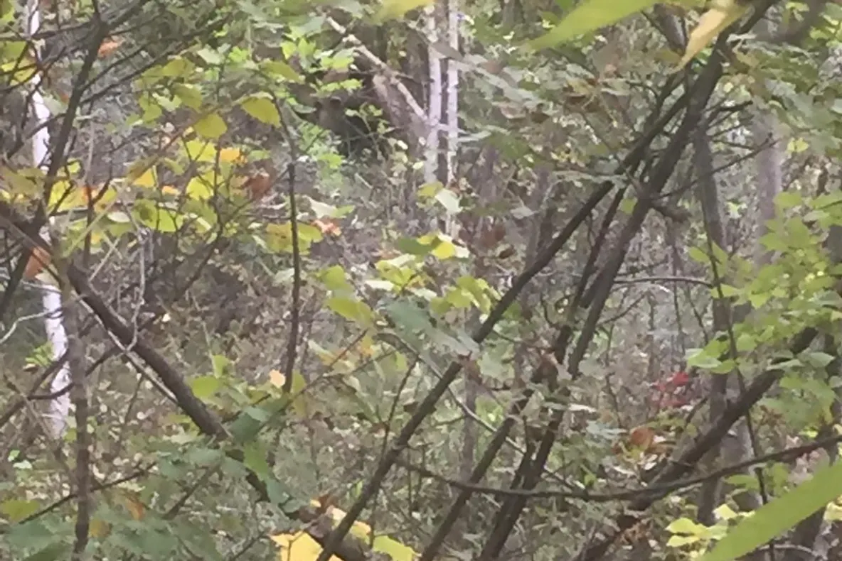 Urs găsit într-un laț, în pădure, la Poiana Cristei
