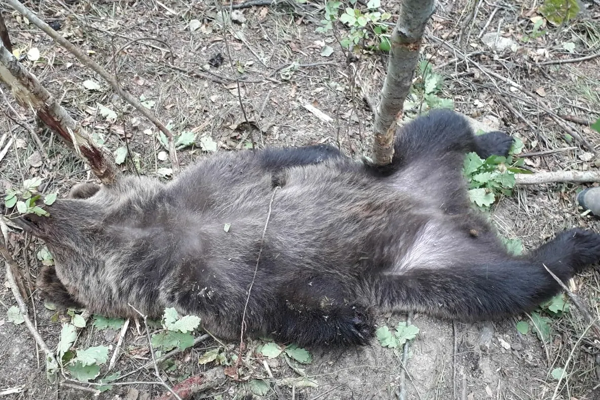 Ursul găsit în laț la Nistorești a fost eliberat, dar i s-a amputat laba din dreapta, din cauza rănii