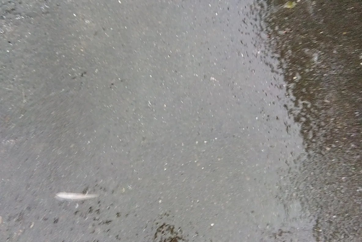 Meteo: cod galben de polei