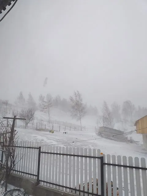 Ninge în Munții Vrancei