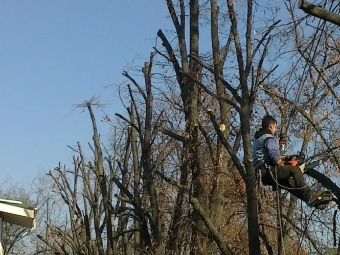 Câmpineanca: angajat al primăriei, băgat în spital de o creangă tăiată de colegii săi
