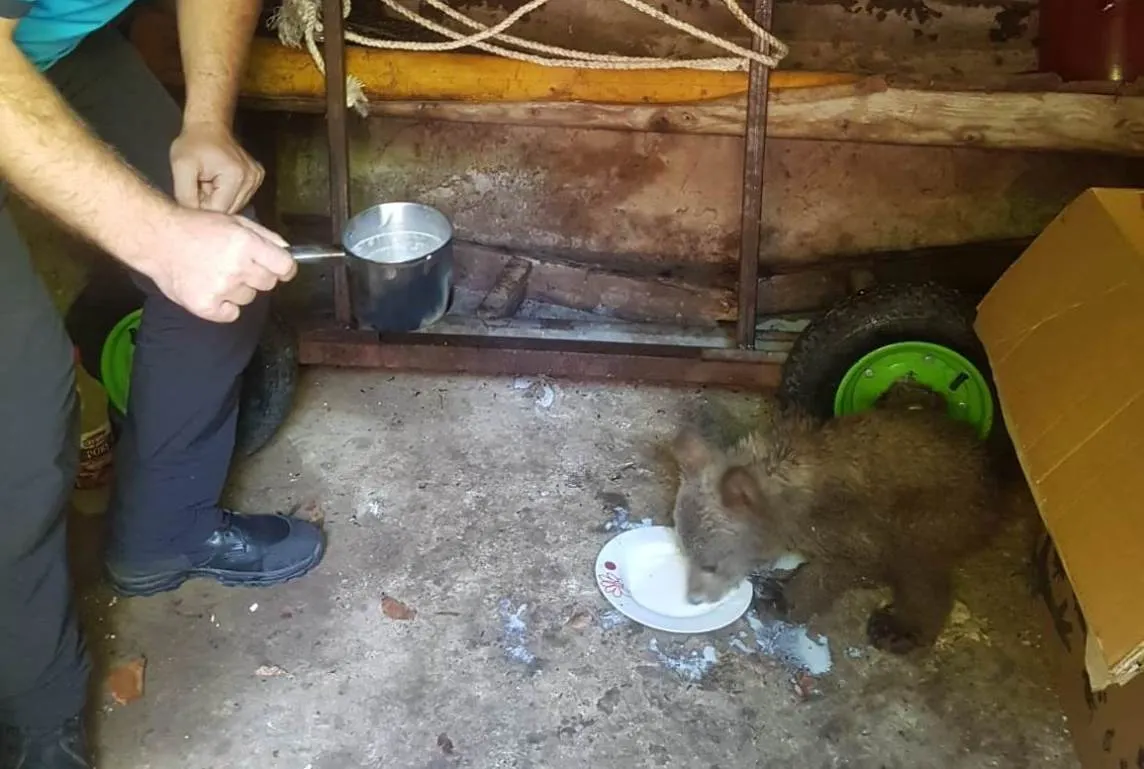 VIDEO Un ursuleț a fost salvat din apele râului Putna