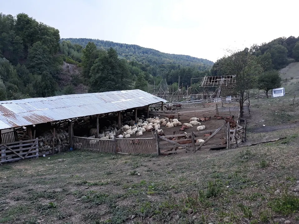 Un fermier și-a montat gard electric la stână, după ce ursul i-a decimat oile