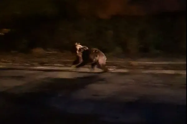 Urs captiv în gardul unei grădini, la Valea Sării