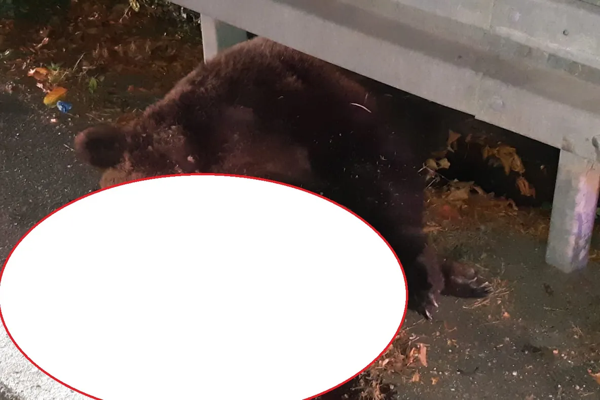 Un urs a fost spulberat de o mașină în Tulnici. Jandarmii i-au păzit trupul inert