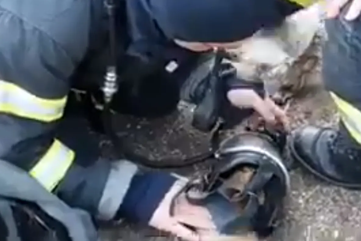 VIDEO IMPRESIONANT Pompierii odobeșteni au salvat 3 căței și o pisică de la incendiu