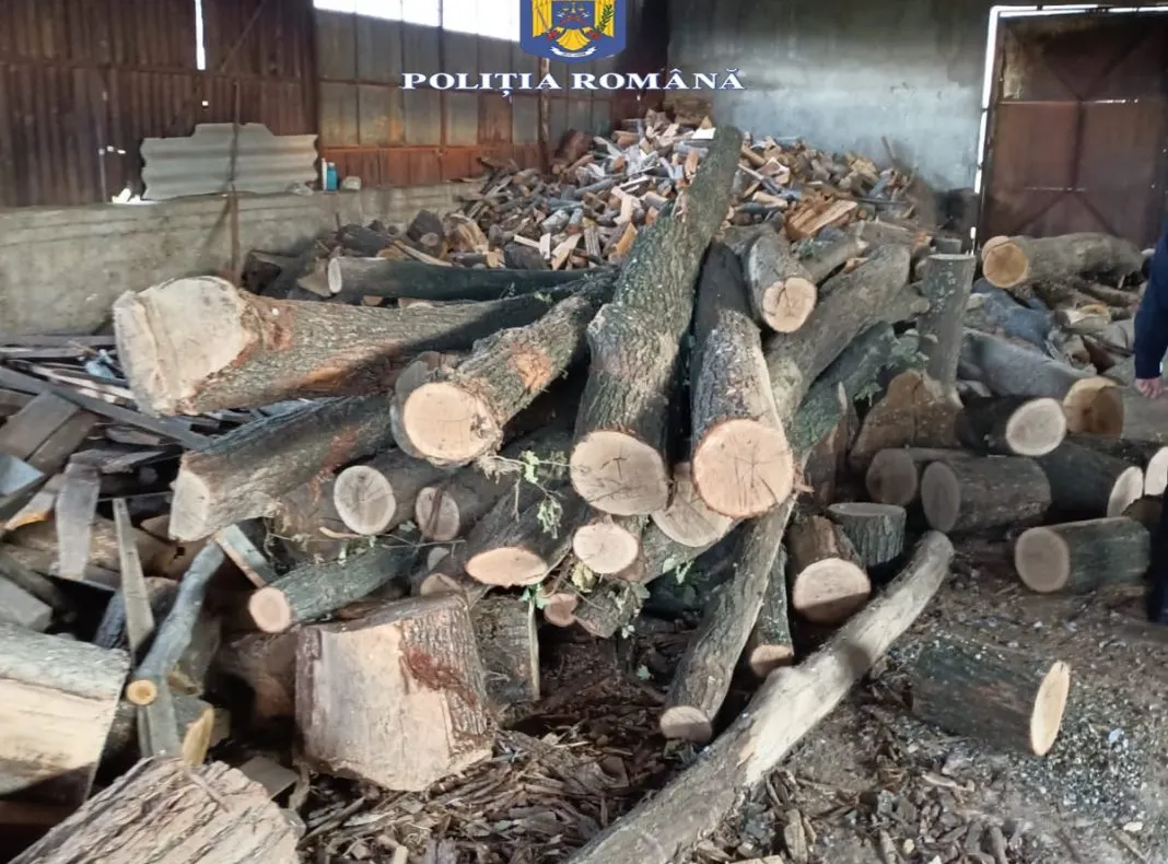 VRANCEA - Percheziții într-un dosar privind tăiere ilegală de arbori și furt de material lemnos