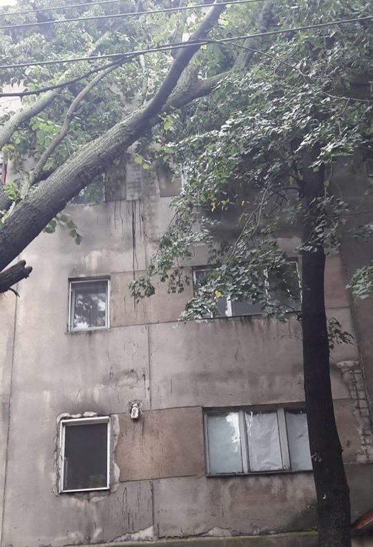 Copac prăbușit peste un bloc, la Mărășești