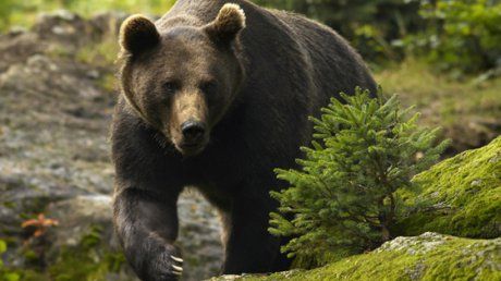 VIDEO Animale sălbatice superbe surprinse de camere de monitorizare, în Parcul Natural Putna