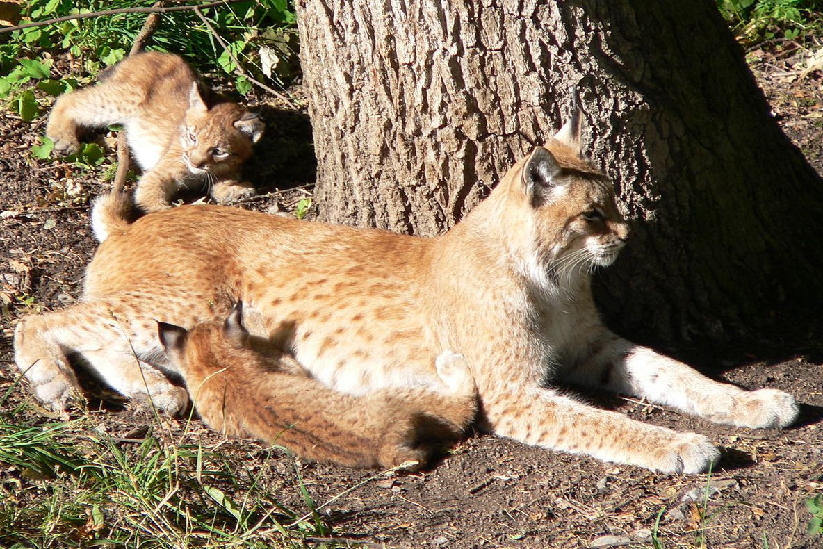 VIDEO Femelă de râs, cu puiuții ei, surprinsă în munții Vrancei