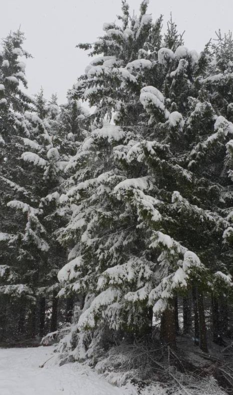 GALERIE FOTO Zăpada a creat un peisaj mirific la Greșu