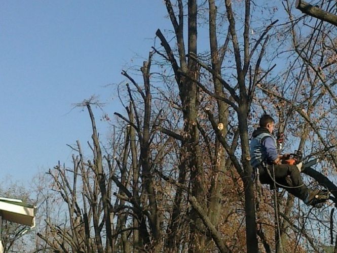 ULTIMA ORĂ   Bărbat din Câmpineanca la spital, după ce a căzut din copac