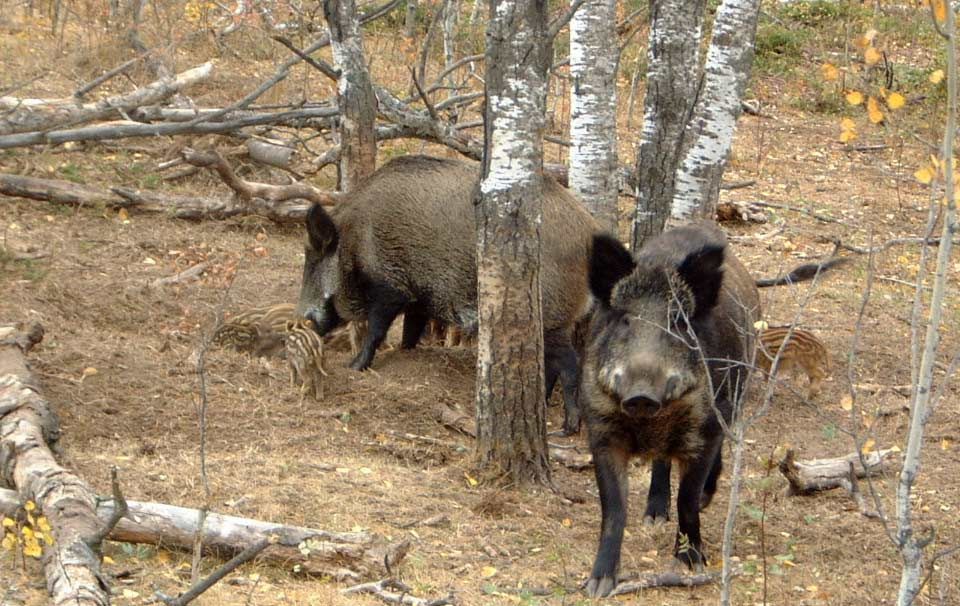 DSVSA Vrancea: pesta porcină africană, confirmată la porci mistreți