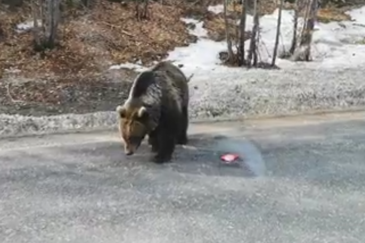 VIDEO Ursulețul de la Lepșa a reapărut pe drum. Lumea continuă să-i dea de mâncare din mașini