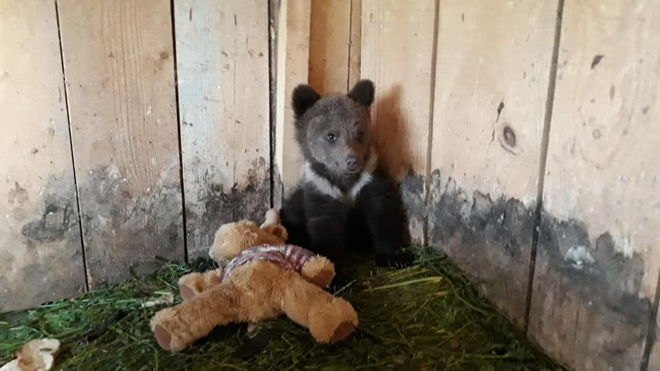 FOTO  Ursuleț rătăcit, salvat de oameni cu suflet