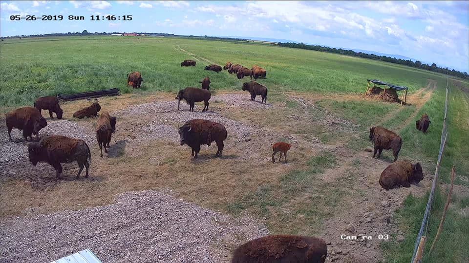 FOTO   Inedit: fermă de bizoni la Bordeasca Veche
