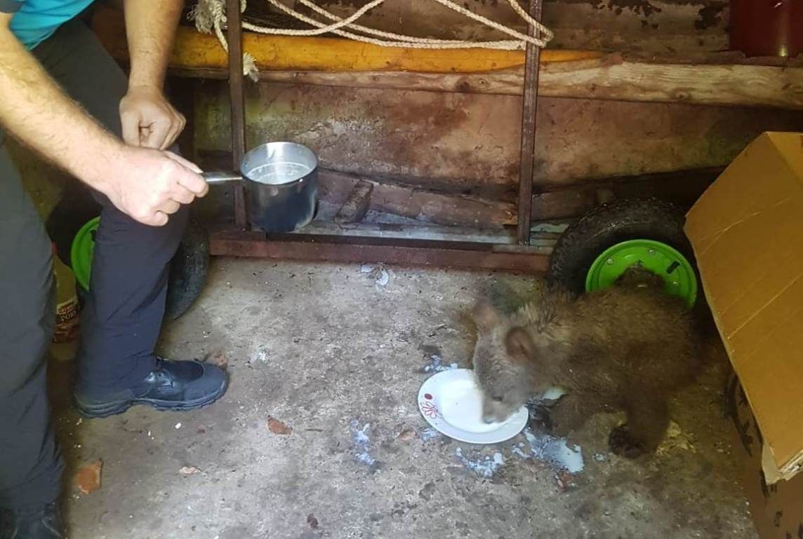 VIDEO Un ursuleț a fost salvat din apele râului Putna