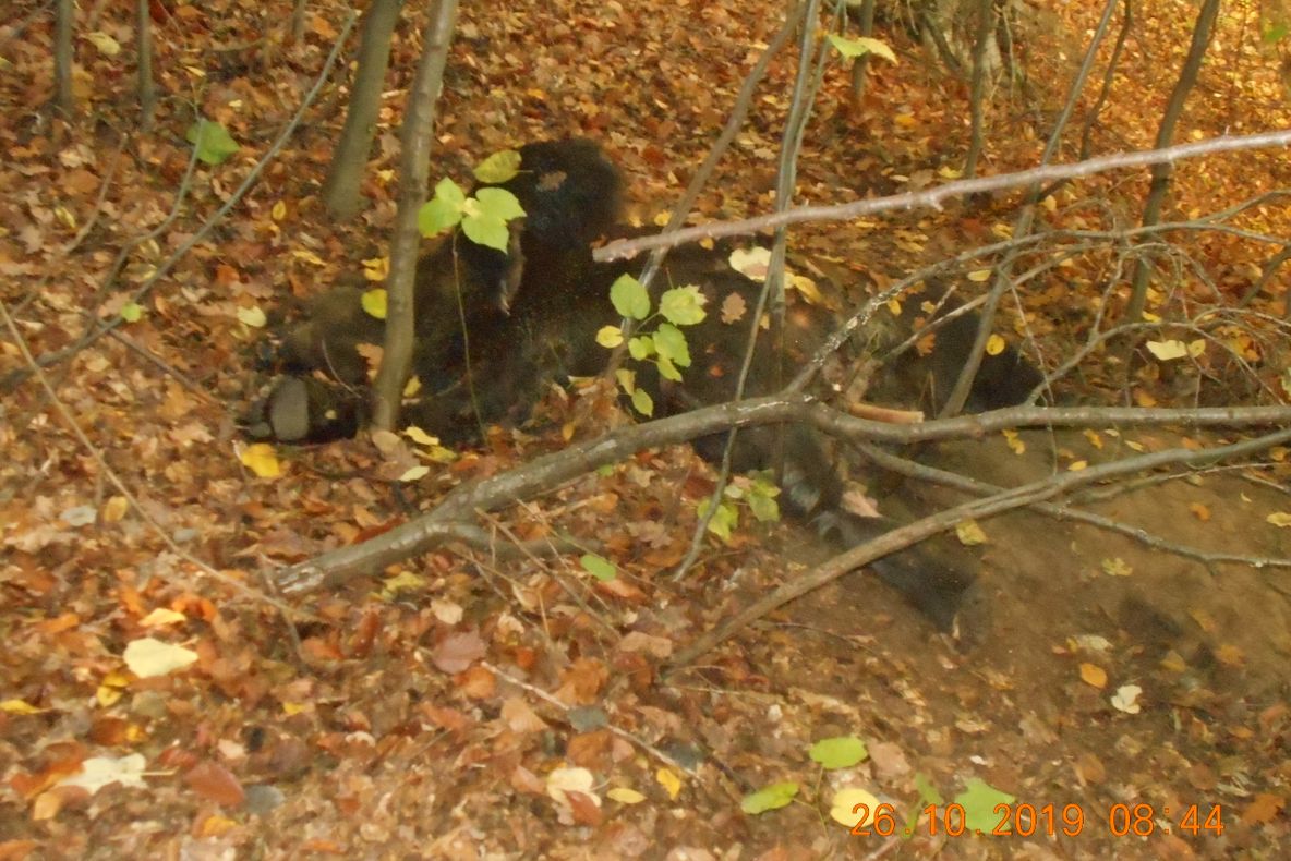 FOTO   Urs găsit mort, într-o pădure din Anghelești