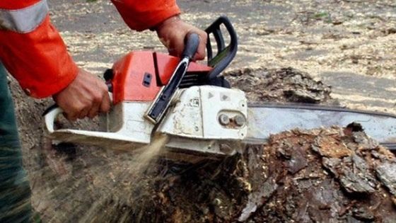 Cu drujba prin pădure, la tăiat de arbori nemarcați