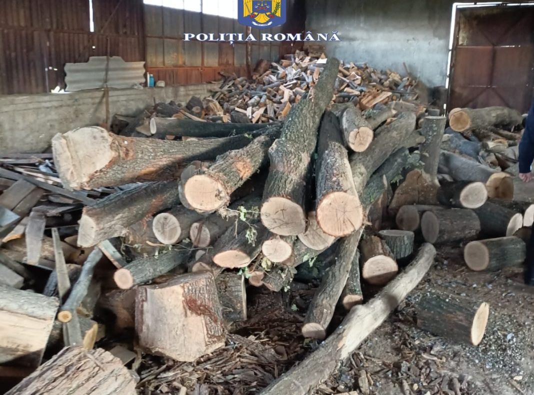 VRANCEA - Percheziții într-un dosar privind tăiere ilegală de arbori și furt de material lemnos