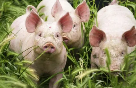 porc_porci_in_haita_banda_de_porci_poza_buna_94292900