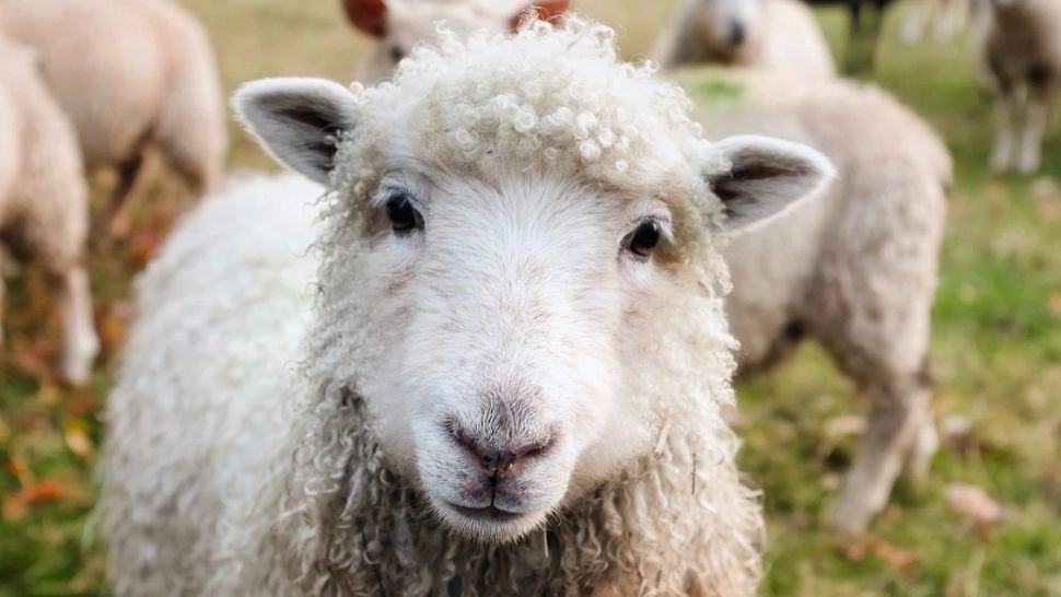 Carnea de miel va fi mai scumpă anul acesta, din cauza creşterii costurilor de producţie