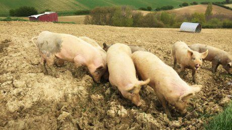 porci_cu_pesta_la_galati_18227400