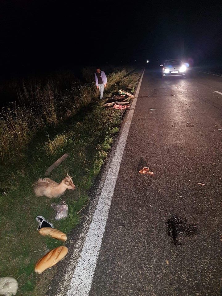 accident caruta
