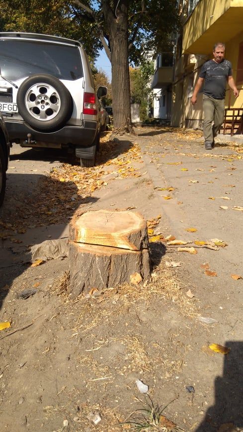 copaci taiati focsani3