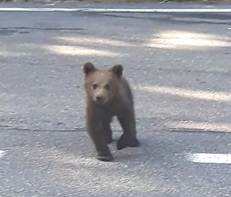pui de urs Ojdula