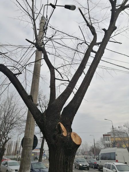 arbori