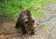 VIDEO Ursulețul de la Lepșa, din ce în ce mai des în calea oamenilor