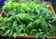 VIDEO Cultivau cannabis, în curte, la Cârligele!