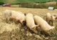 O nouă suspiciune de pestă porcină africană în Vrancea. De data aceasta, la o gospodărie din Golești
