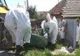 ULTIMA ORĂ   Pestă porcină africană la o gospodărie din Dumitrești