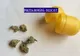 VIDEO Un focșănean cultiva cannabis în curte. El a fost săltat de mascați
