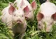 Alertă de pestă porcină africană în comuna Gugești