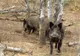 DSVSA Vrancea: pesta porcină africană, confirmată la porci mistreți