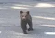 VIDEO Întâlnirile turiștilor cu urșii sunt din ce în ce mai dese, pe DN2D Focșani- Ojdula