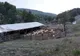 Un fermier și-a montat gard electric la stână, după ce ursul i-a decimat oile