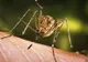 Un caz mortal de infecție cu virusul West Nile, în Vrancea