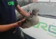 FOTO   Pasăre rară, rănită, adusă de la Bacău la Centrul pentru Reabilitarea Faunei Sălbatice Petrești
