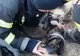 VIDEO IMPRESIONANT Pompierii odobeșteni au salvat 3 căței și o pisică de la incendiu