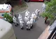 VIDEO Focar de COVID19 printre srilankezii angajați la o fabrică de confecții din Focșani