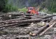 VIDEO Percheziții de amploare la toporatorii din Vrancea. Sunt vizați tăietorii din Negrilești, Năruja și Nereju
