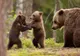 VIDEO O familie de urși și-a făcut bârlog în centrul Sovejei