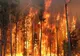 ULTIMA ORĂ Incendiu puternic la o plantație de pini din comuna vrânceană Bârsești