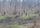 Un condamnat pentru tăieri ilegale de arbori, dus cu mandat la închisoare